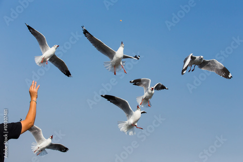 flying seagulls in action at Bangpoo Thailand © subinpumsom