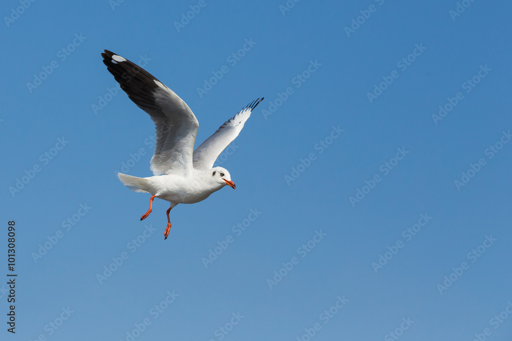 flying seagulls in action at Bangpoo Thailand flying seagulls in action at Bangpoo Thailand