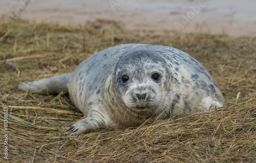 Grey Seal on a Grass Dune.