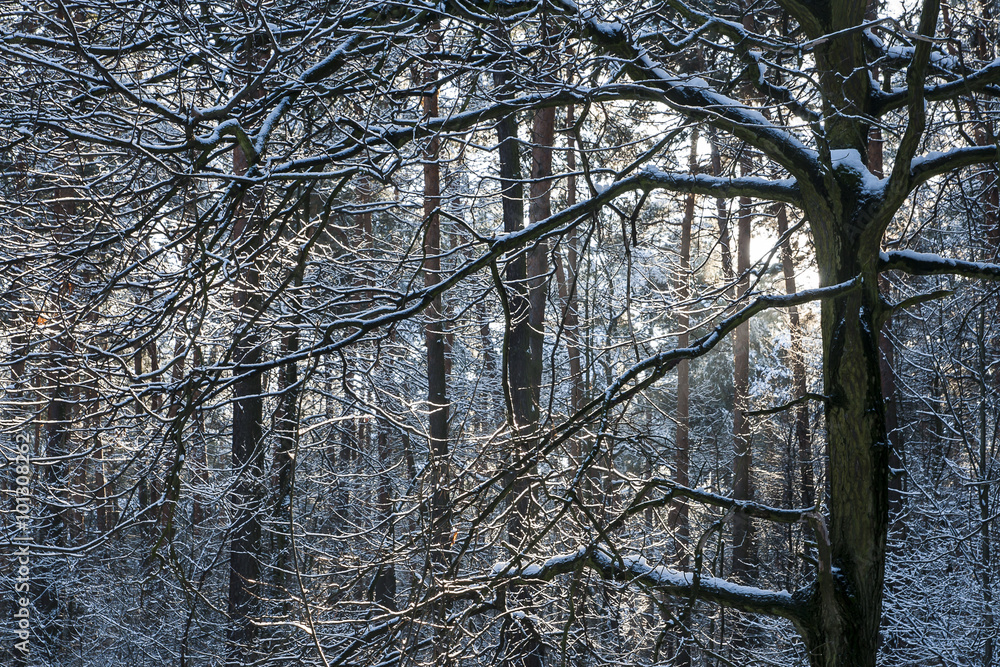 Forest in winter