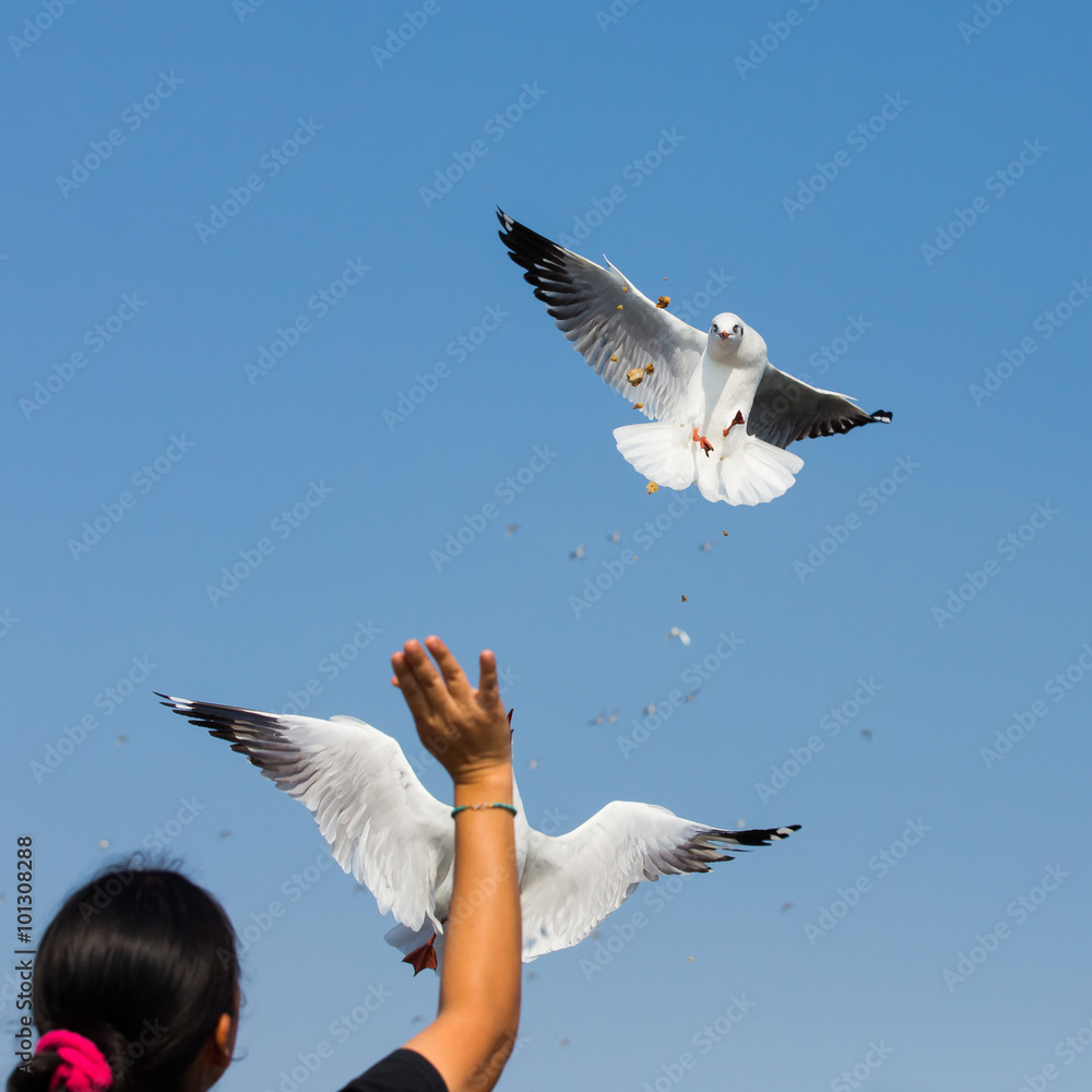 Fototapeta premium flying seagulls in action at Bangpoo Thailand
