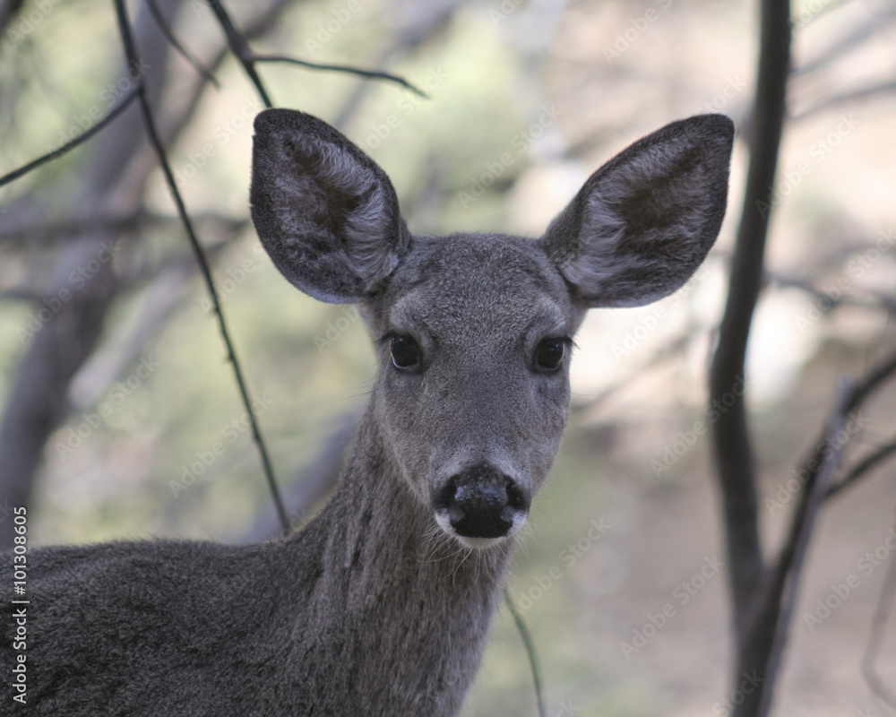 A Close Up of a Whitetail Deer A Close Up of a Whitetail Deer