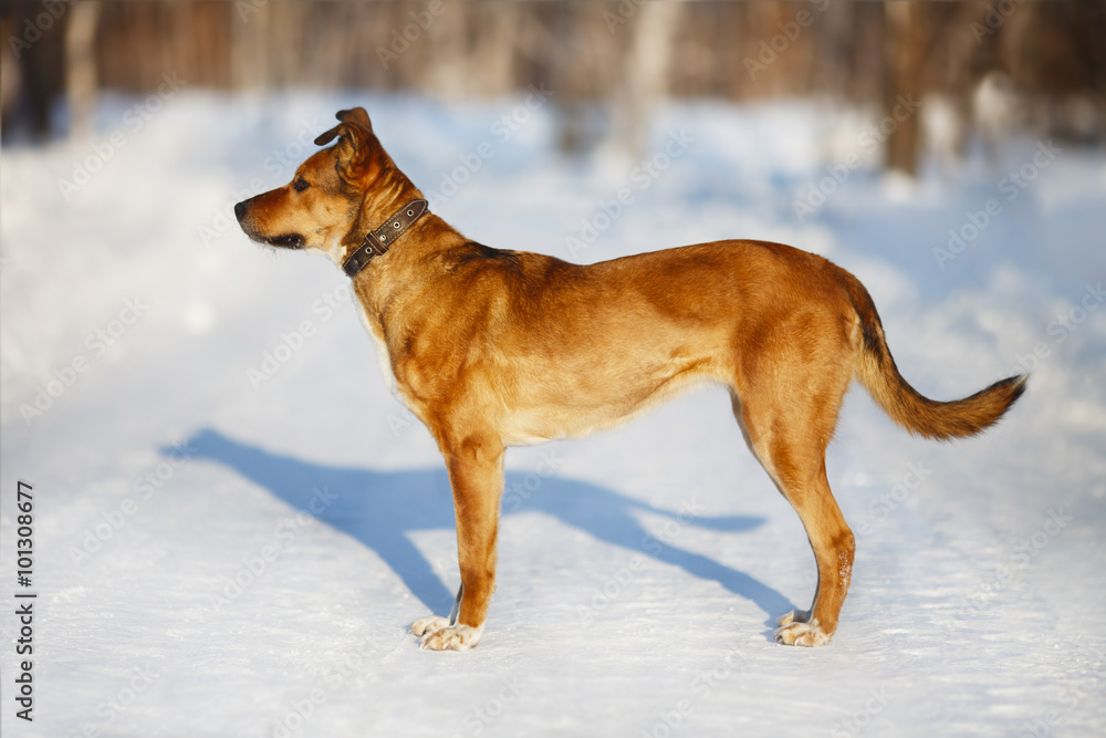 Red dog in winter park standing on the road and looking ahead. Red dog in winter park standing on the road and looking ahead.