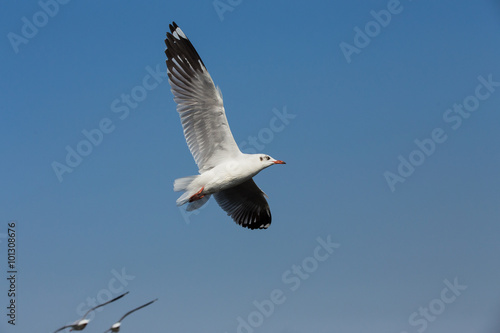 flying seagulls in action at Bangpoo Thailand © subinpumsom