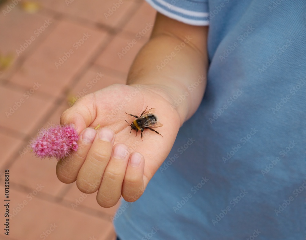 Bumblebee on the palm of a little boy