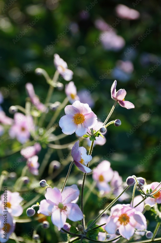 Pale pink Japanese anemone flower in bloom