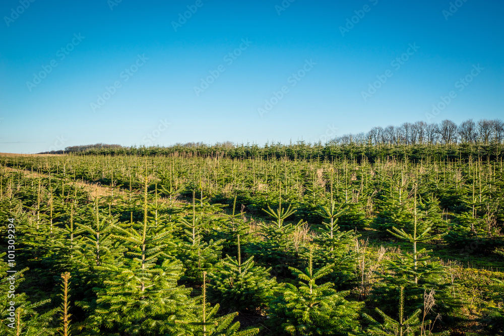 Pine trees on a row at a plantation