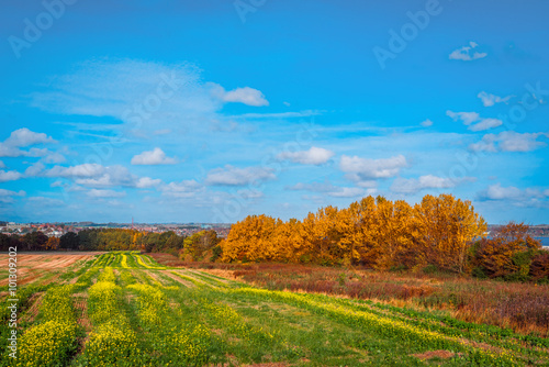 Colorful trees on a field in the fall