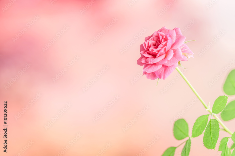 Pink rose on a violet background Pink rose on a violet background