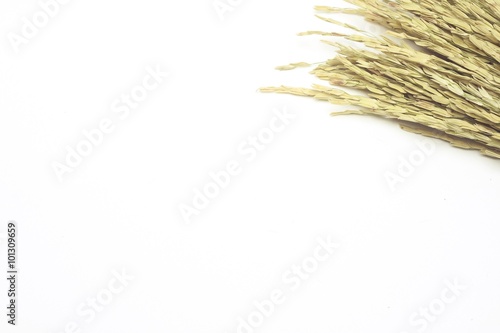 Dry grass panicles isolated on white background