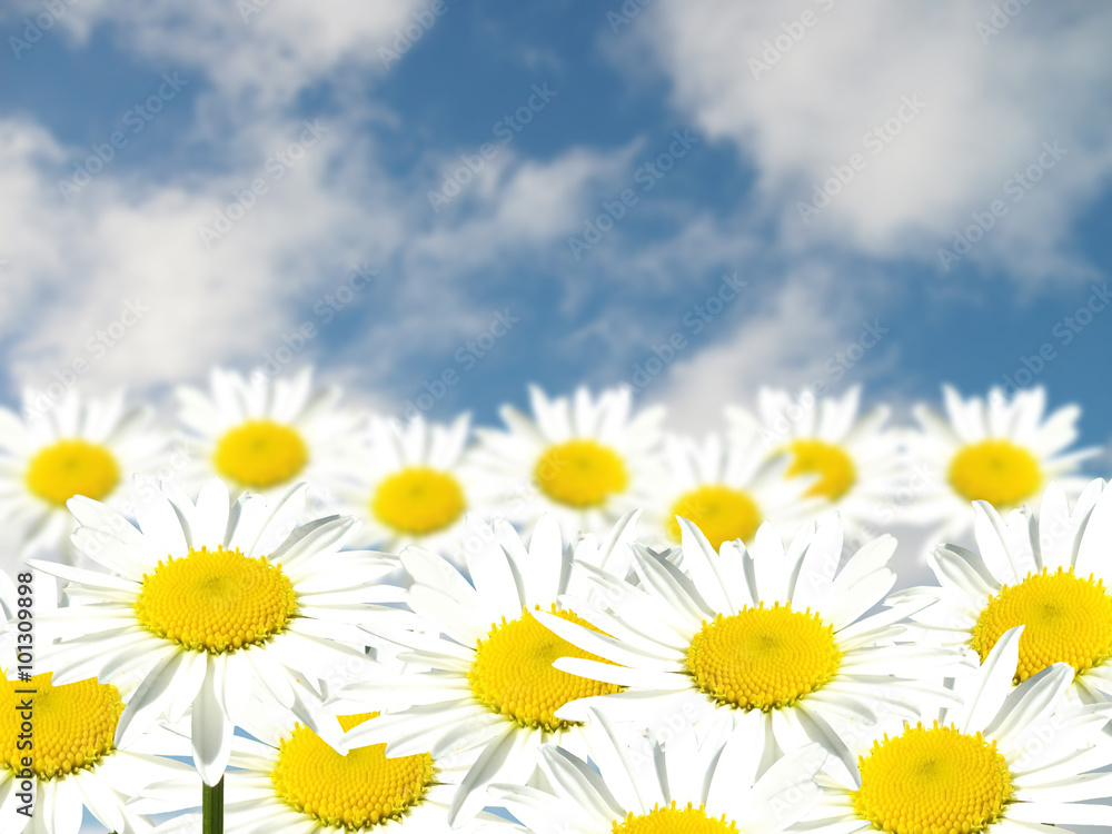 Daisies on a blue background. Isolated  