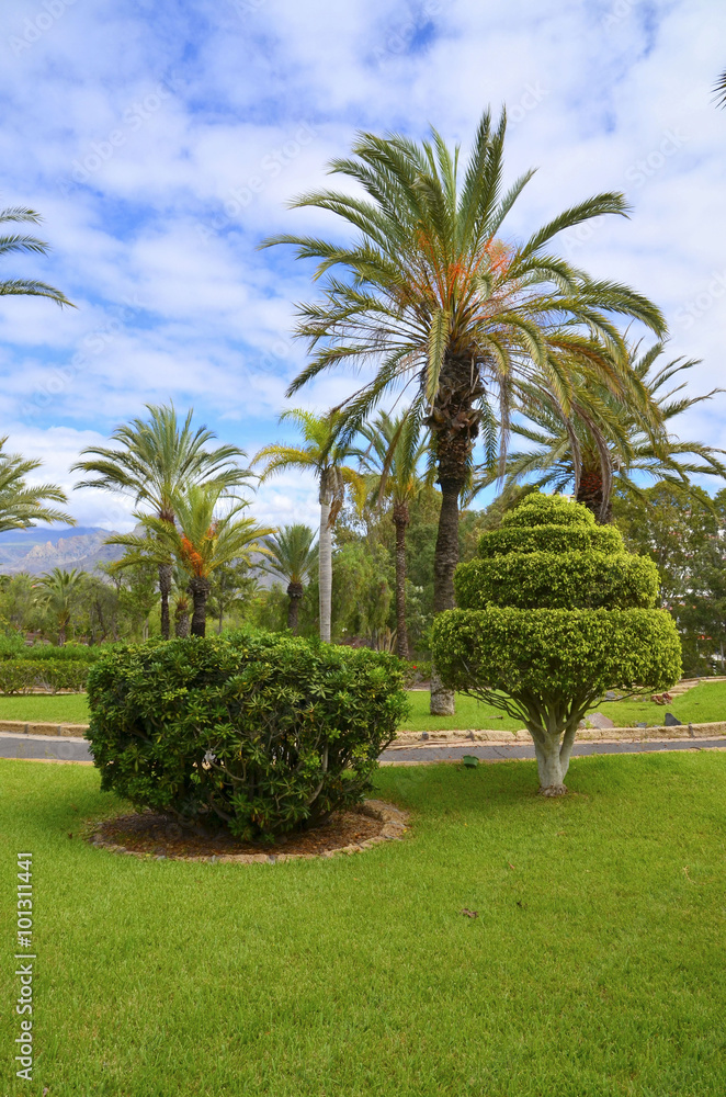 Tropical plants in the park in Tenerife,Canary Islands.