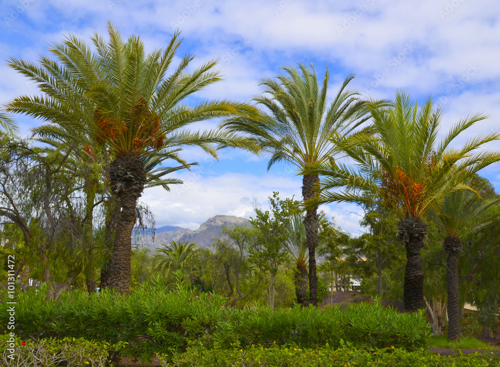 Palm trees against mountains and blue sky in the park.Tenerife,Canary Islands.