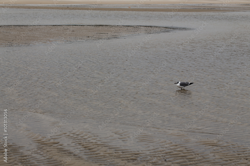 Single grey and white seagull standing in the shallow water of the shore