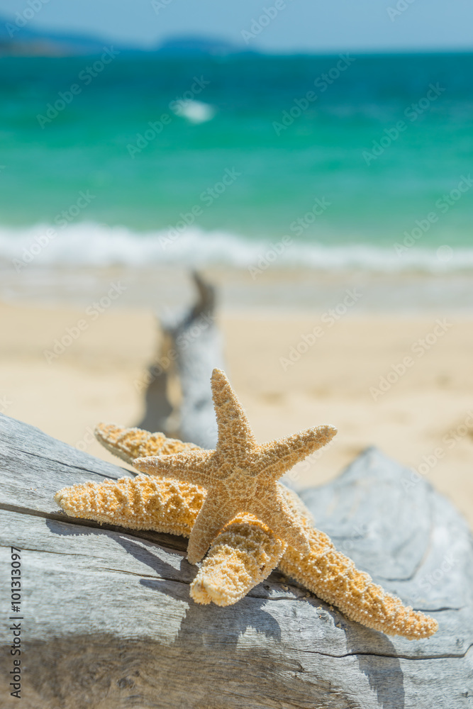 Starfish on the tropical beach Starfish on the tropical beach
