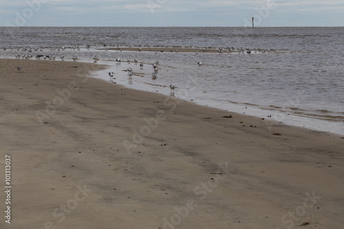 Flock of seagulls on the beach in the Mississippi Gulf Coast