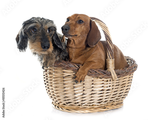 two young dachshunds in basket