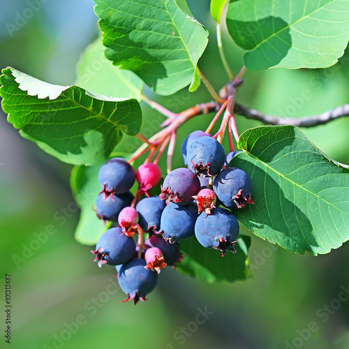 фотографія Saskatoon or Amelanchier (Latin name Amelanchier)