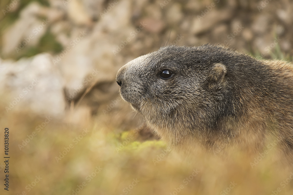 Marmot portrait