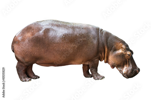 Papier peint hippopotamus