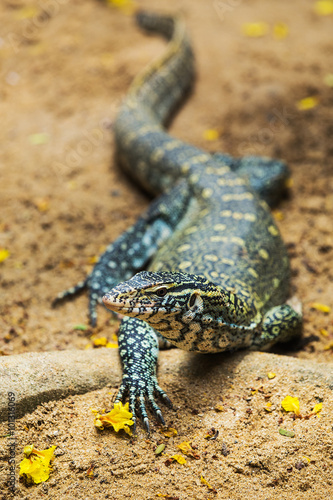 water monitor lizard (varanus salvator)