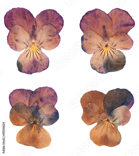 Head pressed dried violet flowers isolated