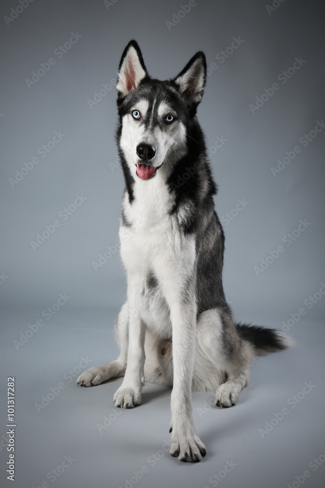 Young Husky sitting on grey background Young Husky sitting on grey background