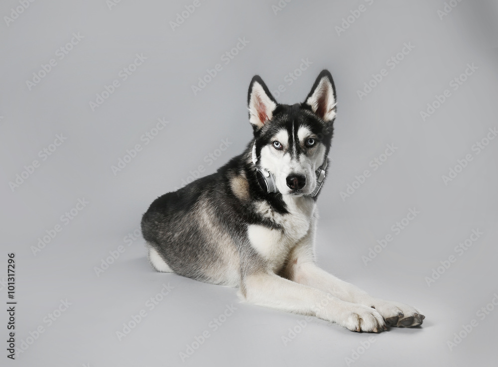 Young Husky in headphones laying on grey background