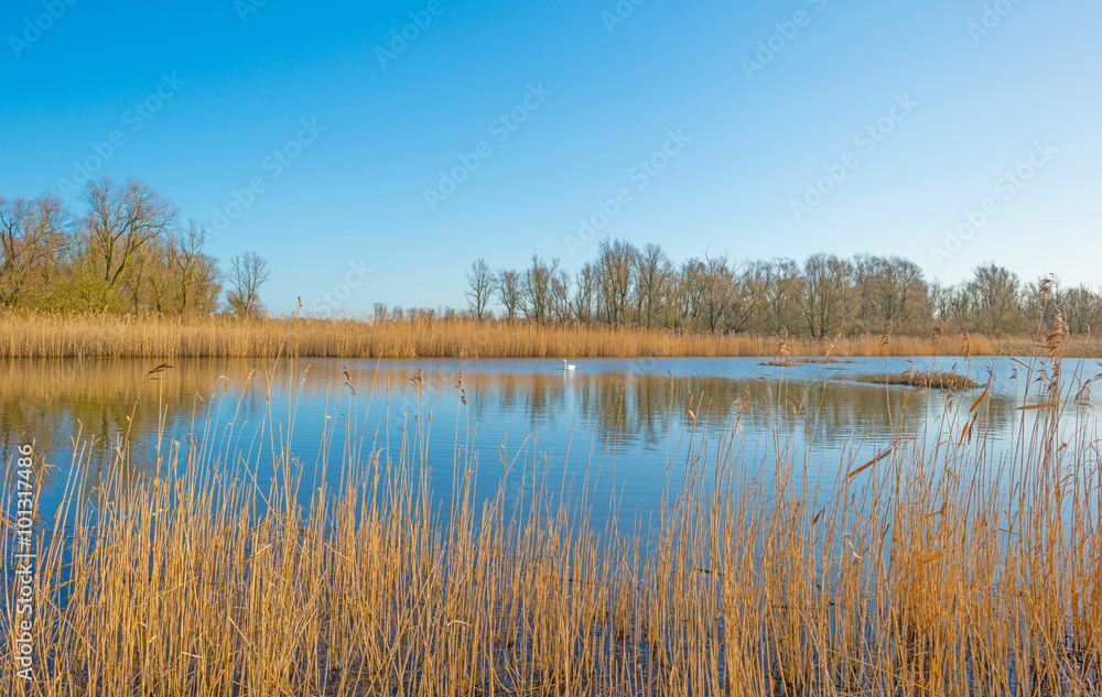 The shore of a lake in sunlight in winter