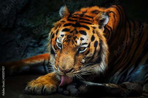 young sumatran tiger walking out of shadow Tiger