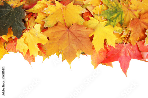 Frame of autumn maple leaves with copy space on white background