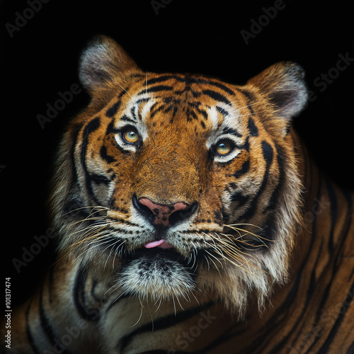 young sumatran tiger walking out of shadow Tiger