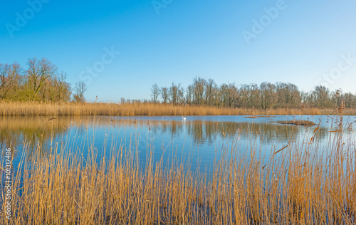 The shore of a lake in sunlight in winter