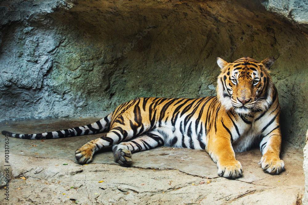 Obraz premium Tygrys siedzi w zoo.