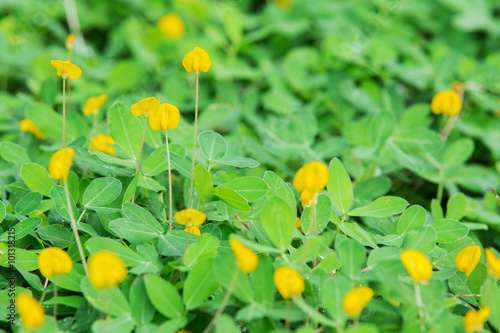 Yellow flowers blossoming in spring time, natural background © subinpumsom