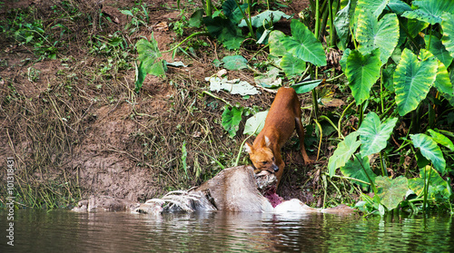 Asian wild dogs eating a deer carcass