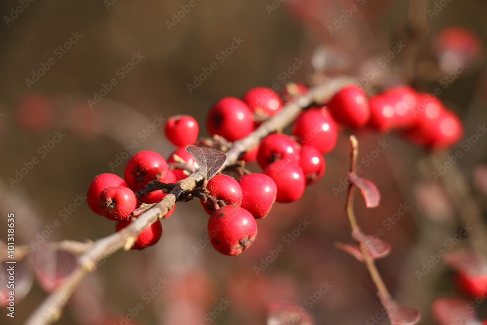 Fall fruits on a tree branch, warm color palette Fall fruits on a tree branch, warm color palette