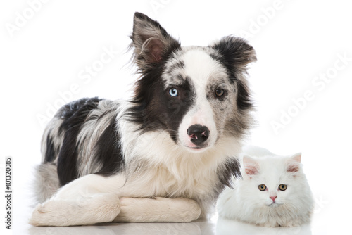 Hund und Katze © DoraZett
