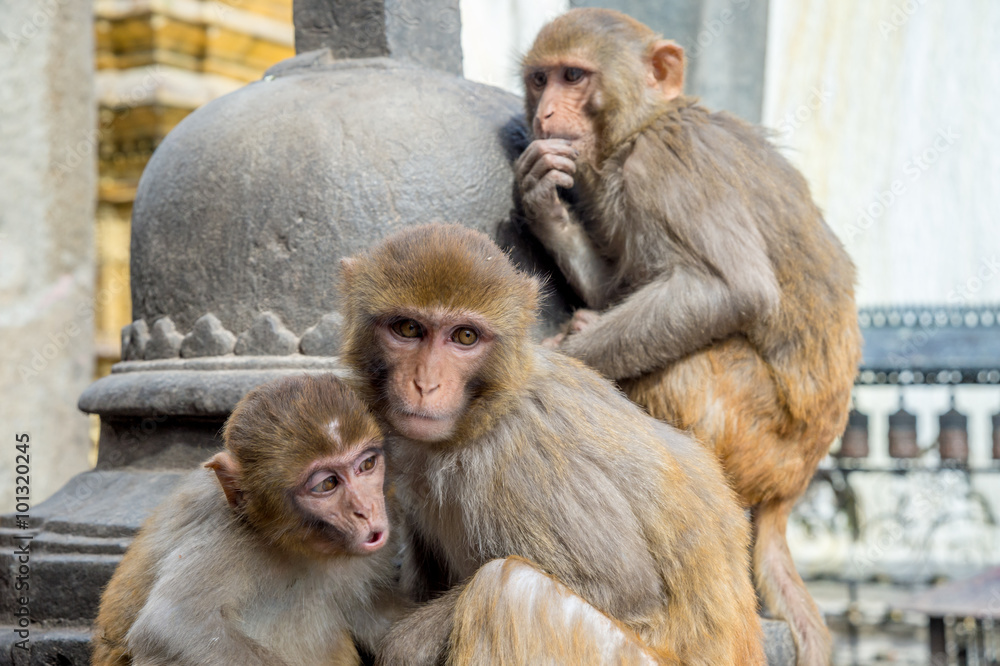 Three Rhesus Macaque Monkeys
