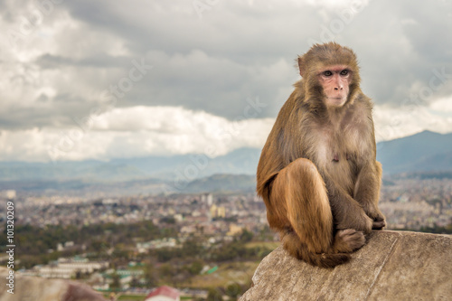 Rhesus Monkey sitting