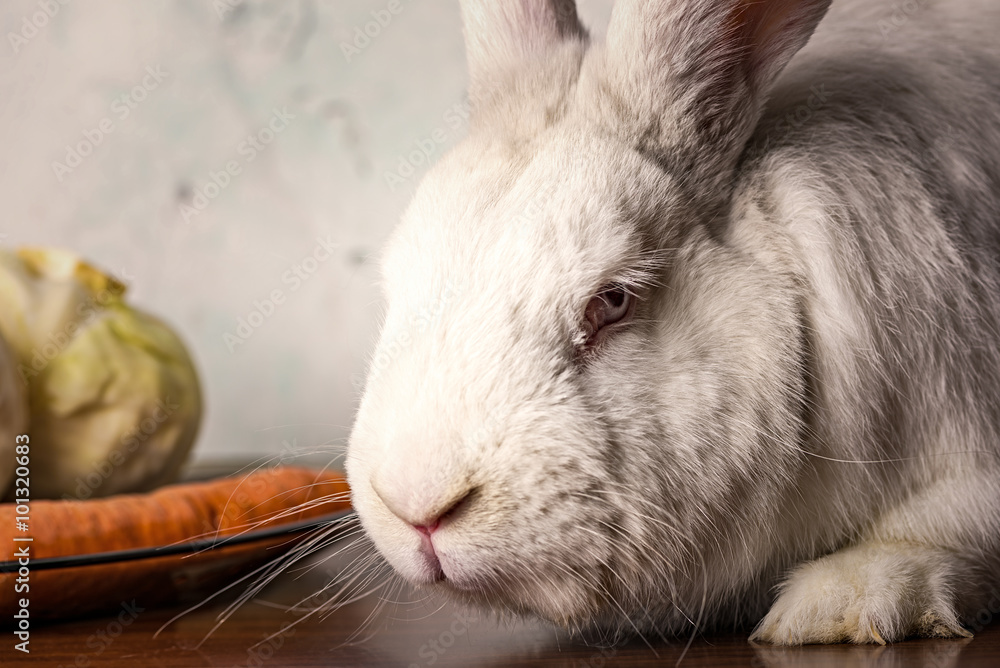 Obraz premium White rabbit sitting on table