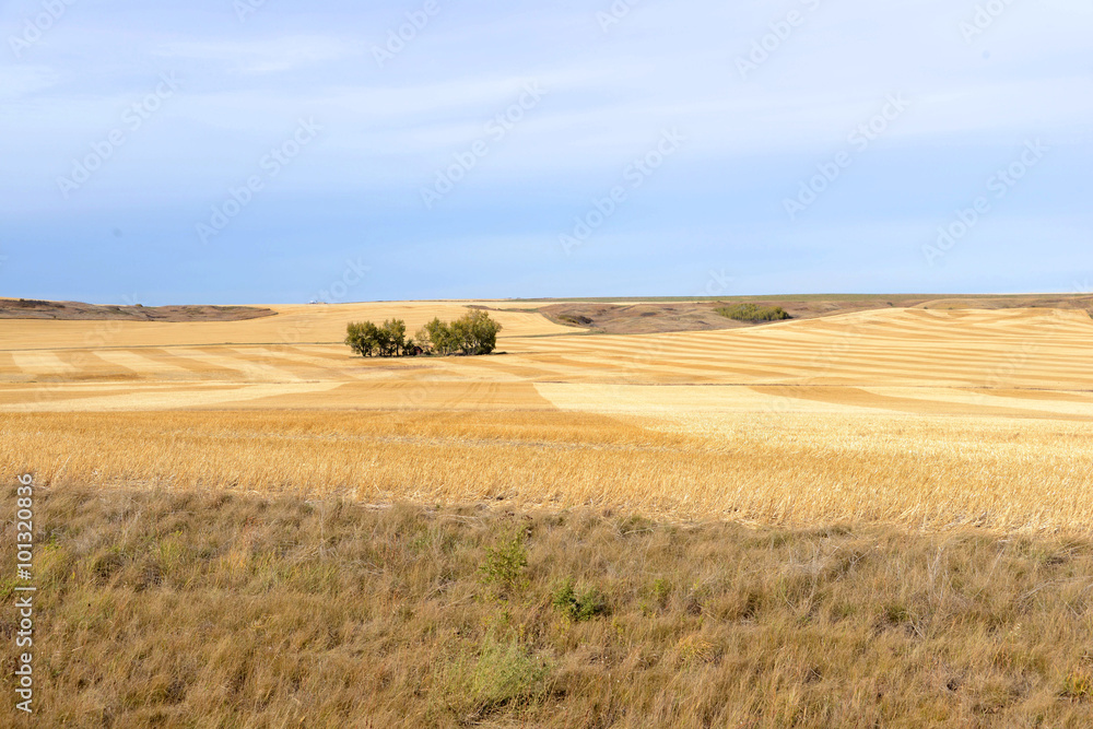 Prairie Fall scene, Saskatchewan, Canada Prairie Fall scene, Saskatchewan, Canada