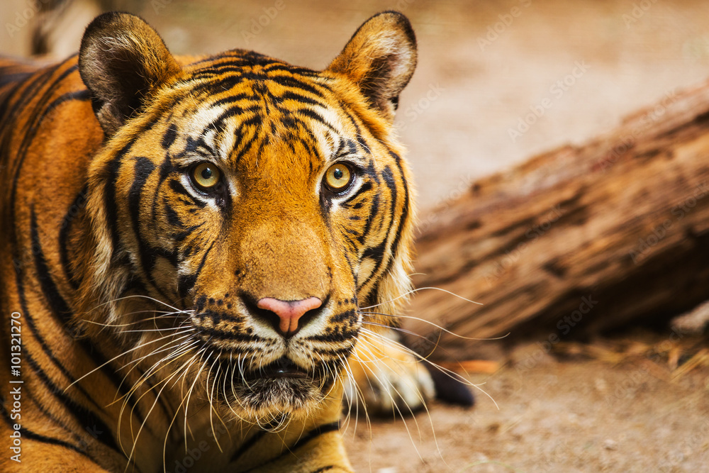 Close-up of a Tiger face