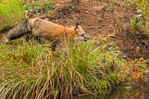 Red Fox (Vulpes vulpes) Trots on Shoreline © geoffkuchera