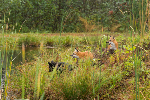 Three Fox  Vulpes vulpes  on Island