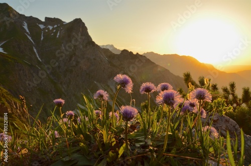 Blumen im Sonnenuntergang