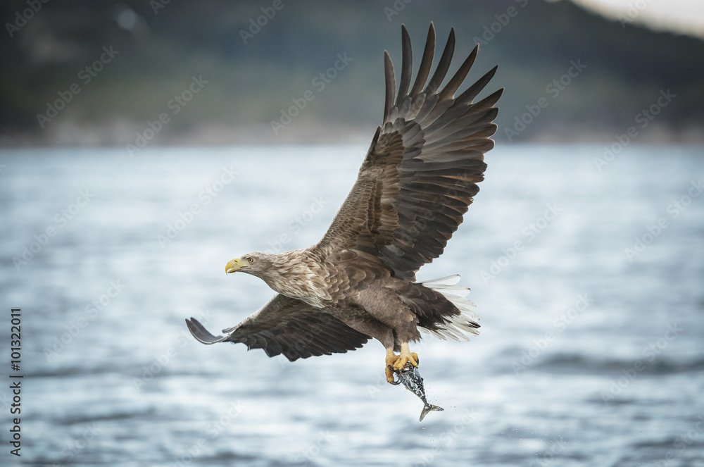 White-tailed eagle caryying a coal fish White-tailed eagle caryying a coal fish