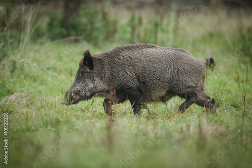 Wild boar, on the run