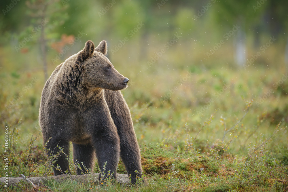 European brown bear