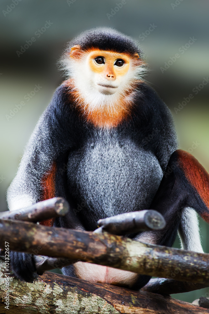 Naklejka premium Red-shanked Douc (Pygathrix nemaeus)